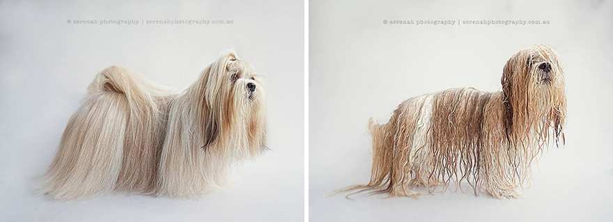 animal-portraits-dry-wet-dog-serenah-hodson-5 animal-portraits-dry-wet-dog-serenah-hodson-5