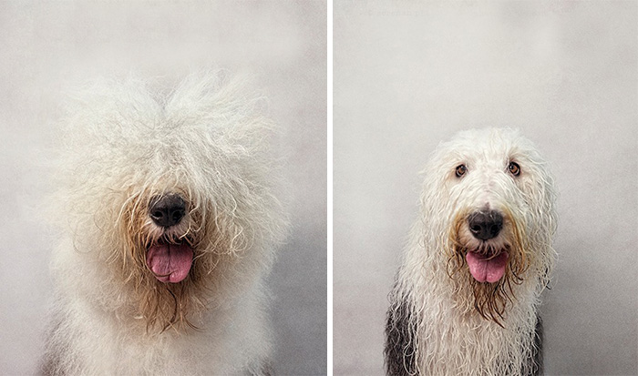 Dry Dog Wet Dog: Photographer Shoots Dogs Before And After Bath Time