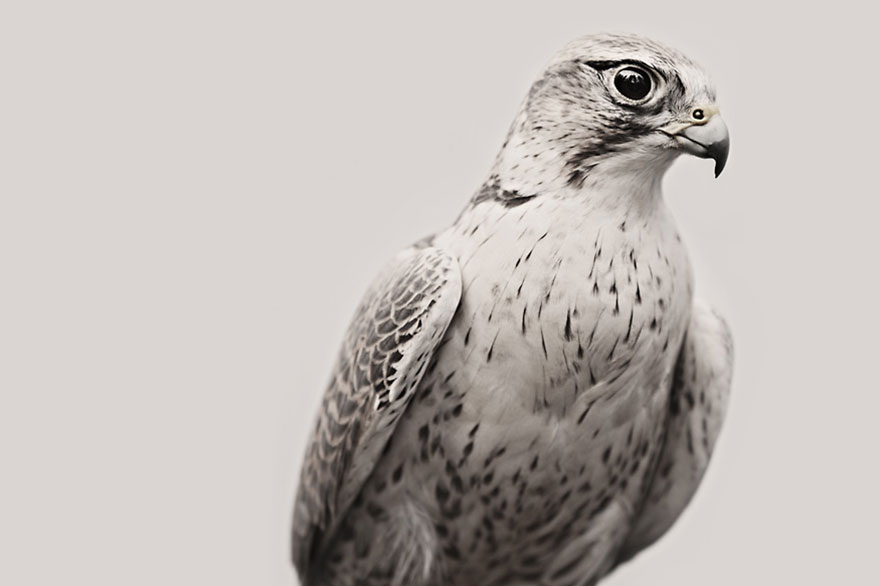 animal-wildlife-photography-troy-moth-vancouver-island-3 animal-wildlife-photography-troy-moth-vancouver-island-3