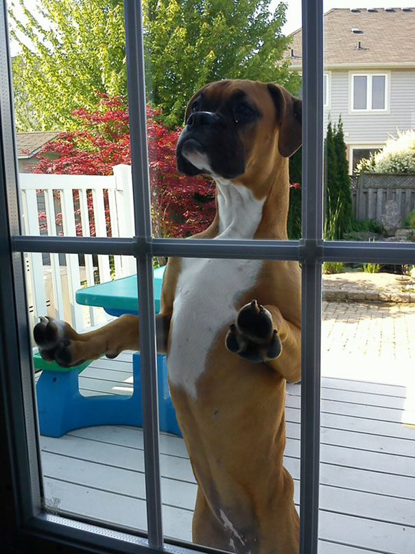 Neighbor's Dog Comes To The Back Door And Looks For My Dog When He Wants Him To Come Out And Play