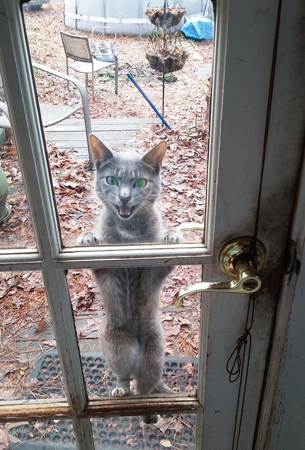 Let Me In!