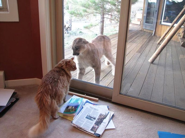 Hey ... Hey, Let Me In Bro!