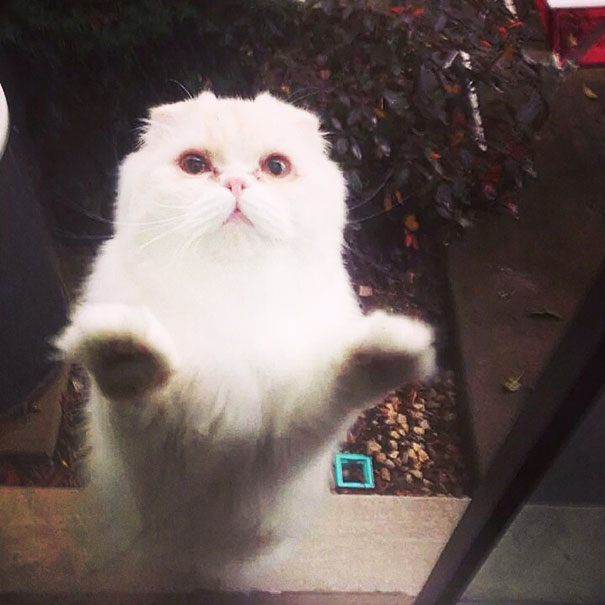 Please Let Me In, So I Can Beg To Go Out Again