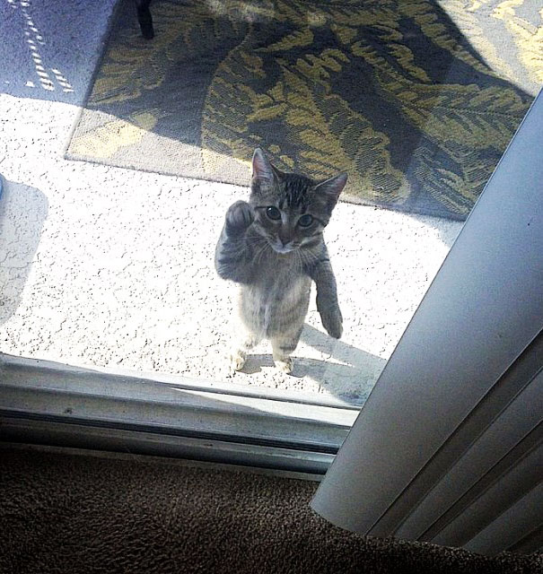 Let Me In