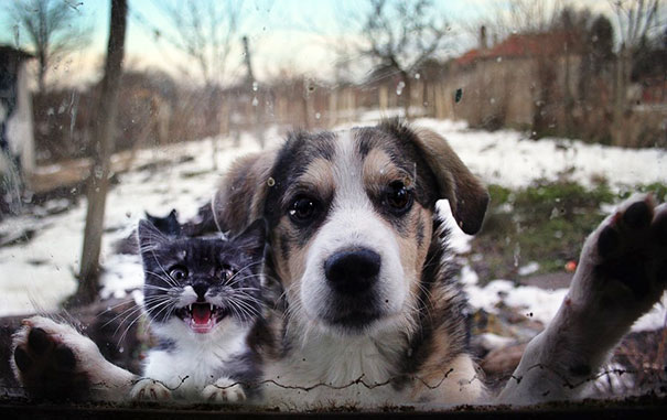 Let Us In!