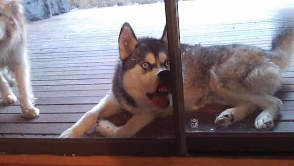 Let Me In, Human!