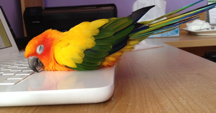 50 Animals That Love Warmth More Than Anything