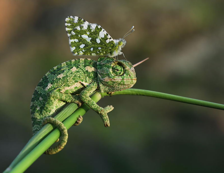 Green chameleon blending with plant stems and a butterfly perched on its head, showcasing animals with butterflies.