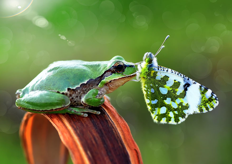 Green tree frog touching a butterfly on a brown leaf, showcasing animals with butterflies in a natural setting.