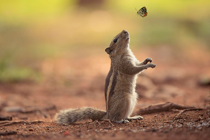 Squirrel reaching up toward a butterfly, capturing a magical moment of animals with butterflies in nature.