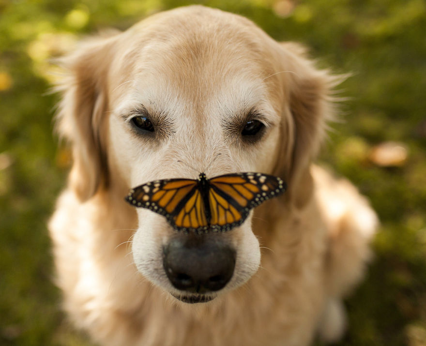 Golden retriever with a butterfly resting on its nose, showcasing animals with butterflies like in Disney scenes in real life.