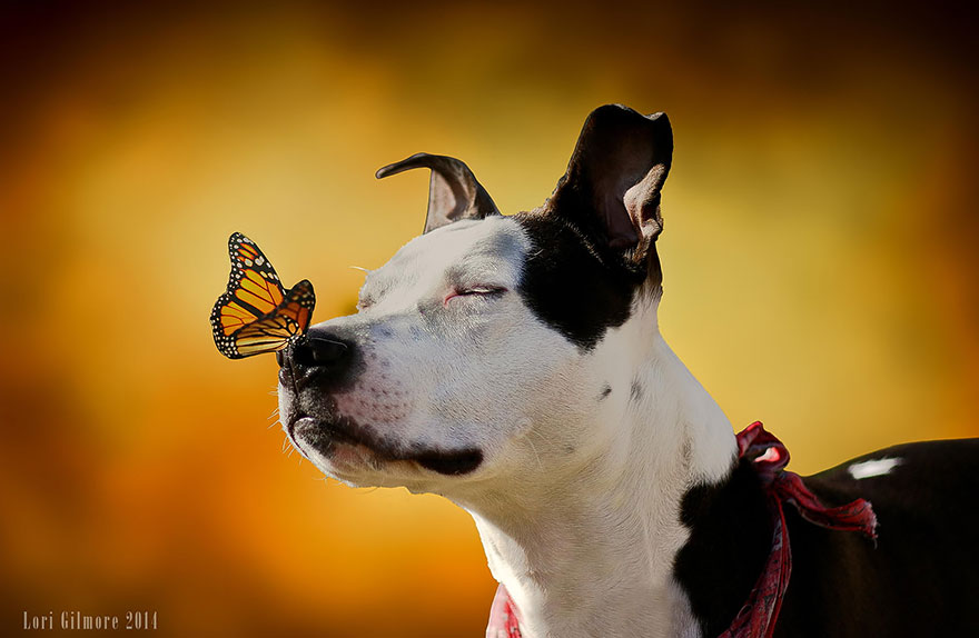 Dog with eyes closed and a butterfly resting on its nose, creating a magical animals with butterflies scene.