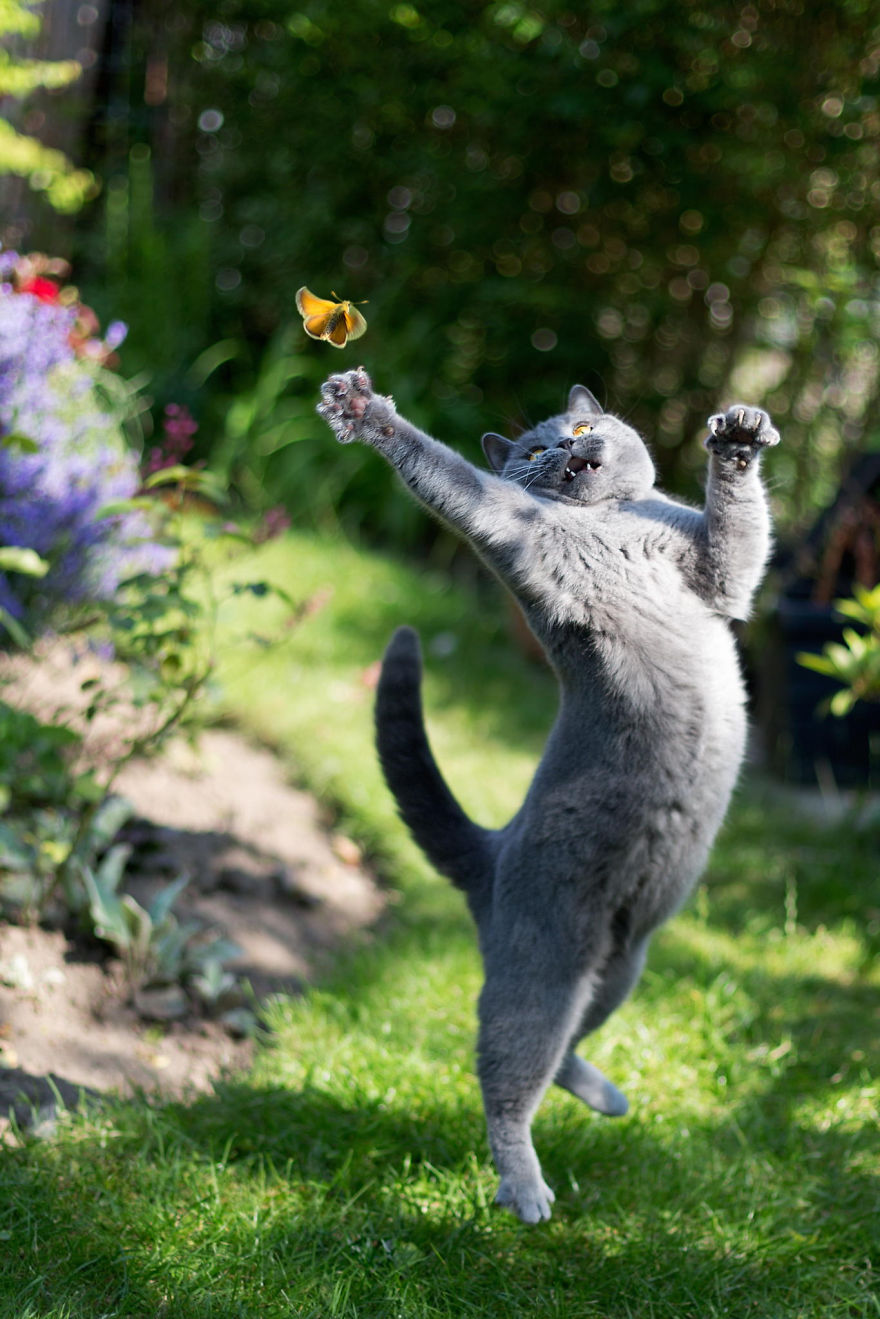 Gray cat playfully jumping to catch a butterfly in a garden, showing animals with butterflies in a magical moment.