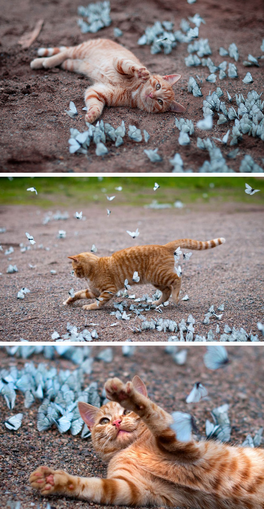 Orange tabby cat playing with white butterflies outdoors, capturing animals with butterflies in a magical real-life scene.