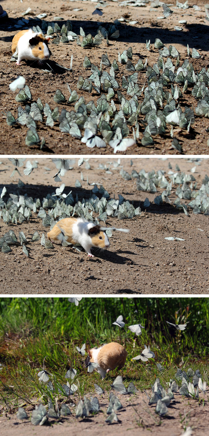Guinea pig surrounded by numerous butterflies on dirt and grass, showcasing animals with butterflies in nature.