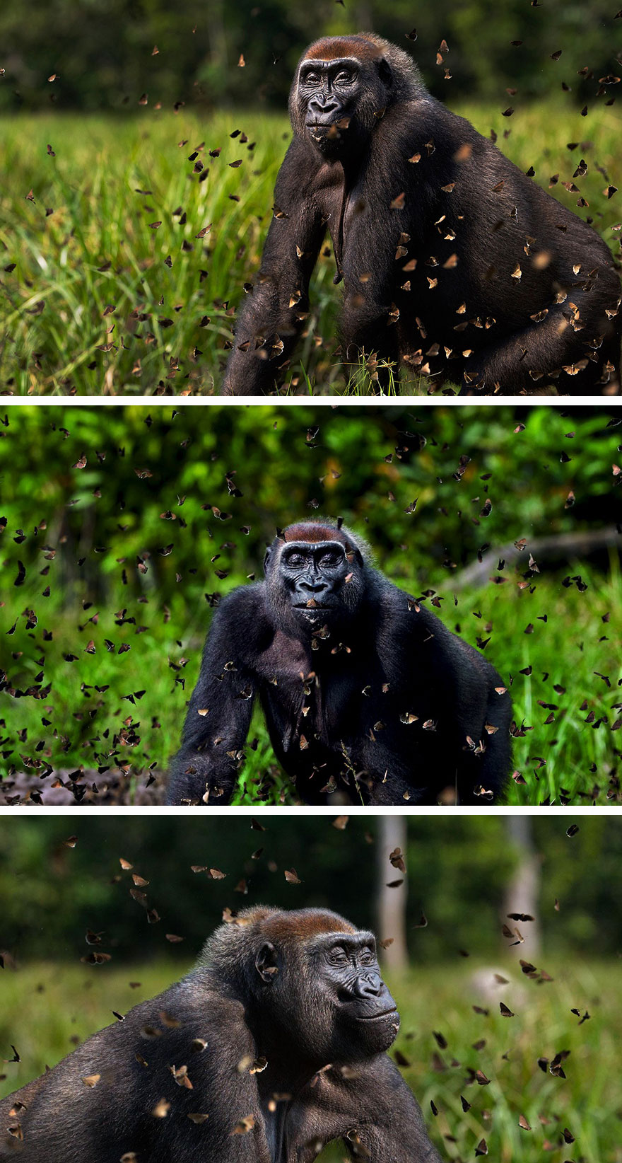 Gorilla surrounded by butterflies in a green natural habitat, showcasing animals with butterflies look like Disney in real life.