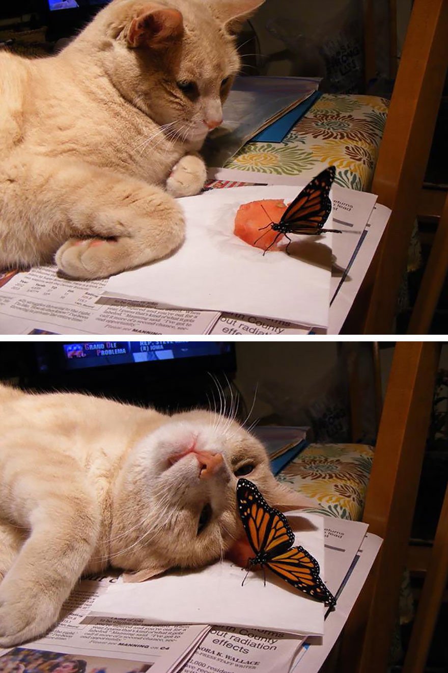 Light beige cat interacting closely with a bright orange butterfly, illustrating animals with butterflies in real life.