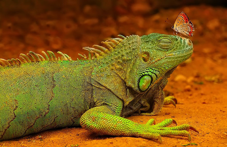 A vibrant green iguana with a small orange butterfly perched on its nose in a natural earthy setting.