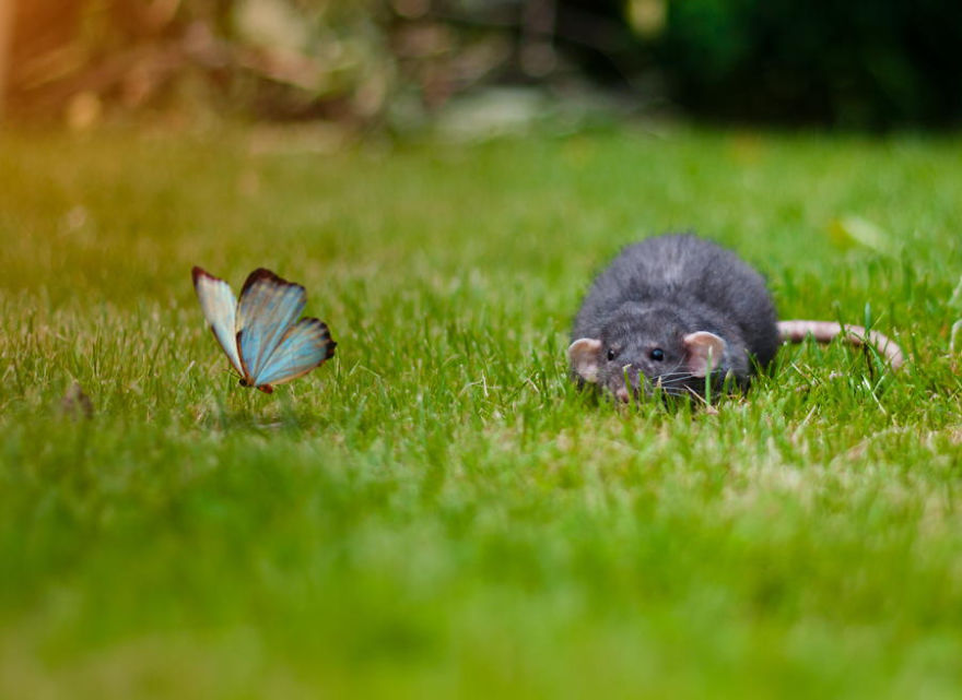 Small furry animal on grass near a blue butterfly, showcasing animals with butterflies resembling Disney in real life.