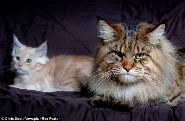 Rupert, The Big Maine Coon