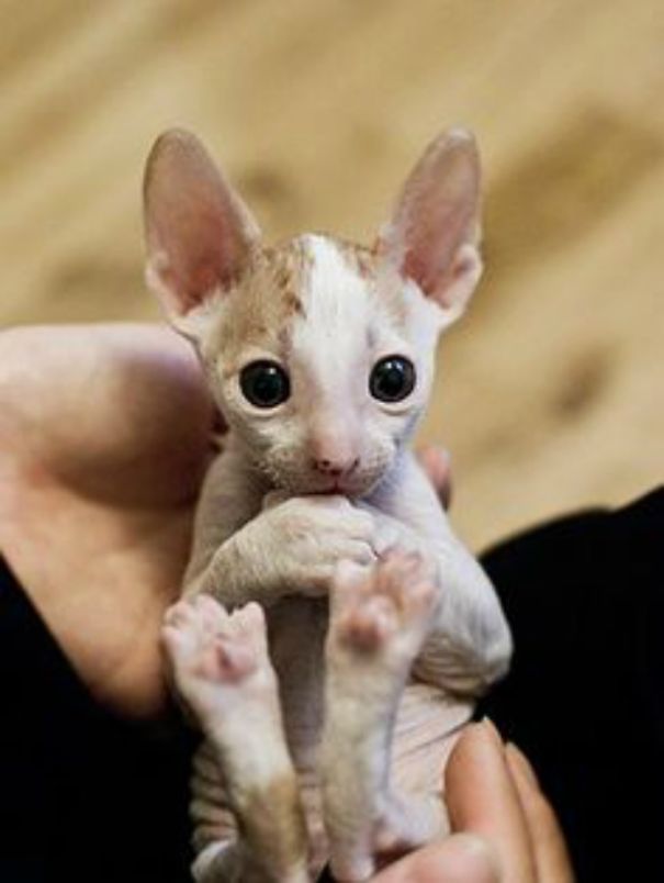 Sphynx Kitten