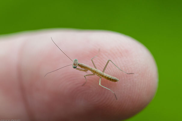 Baby Praying Mantis