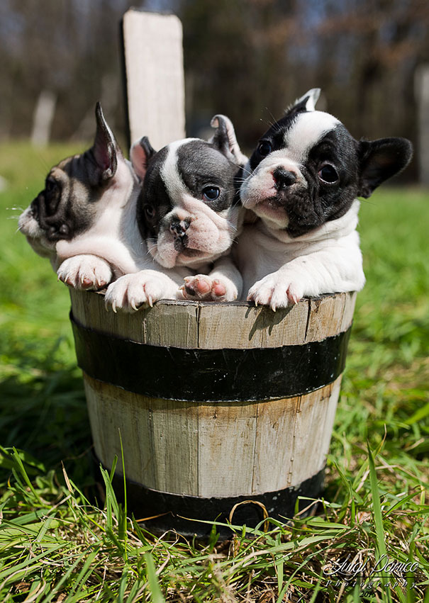 Bulldog Puppies