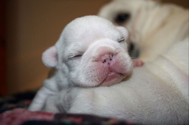 Bulldog Puppy