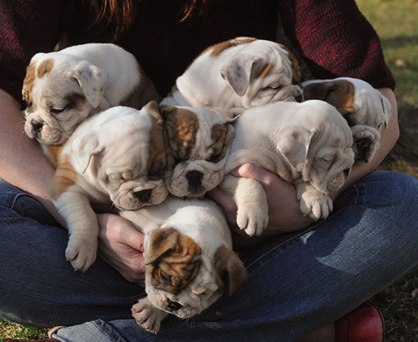 Bulldog Puppies