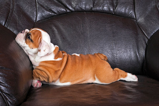 Bulldog Puppy