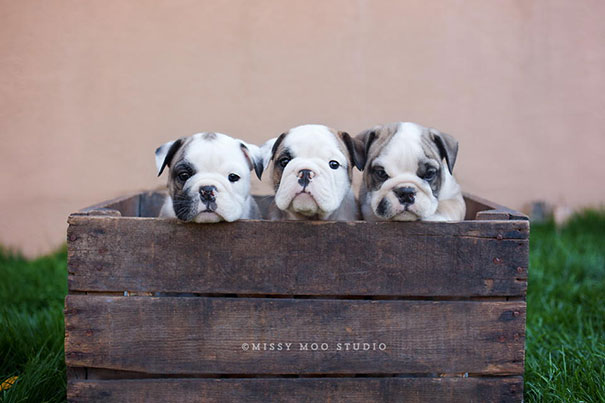 Bulldog Puppies