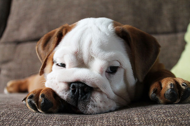 Bulldog Puppy
