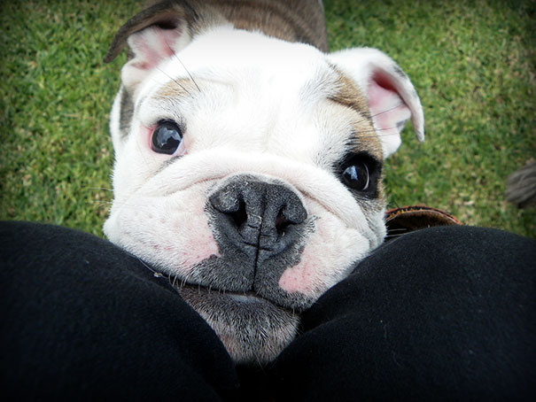 Bulldog Puppy