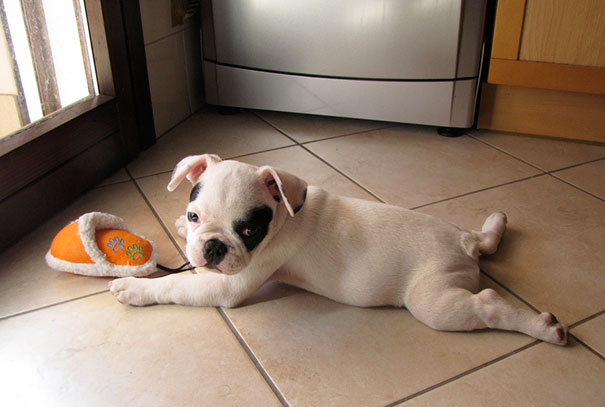 Bulldog Puppy