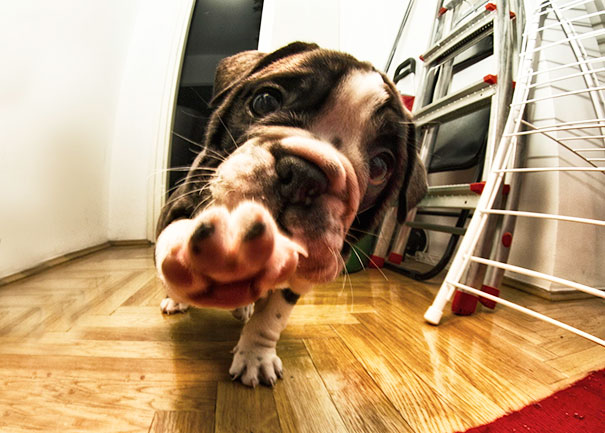Bulldog Puppy
