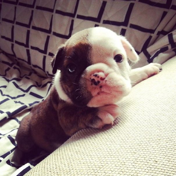 Bulldog Puppy