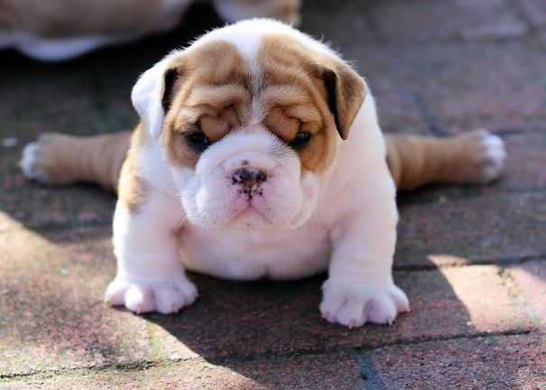 Bulldog Puppy