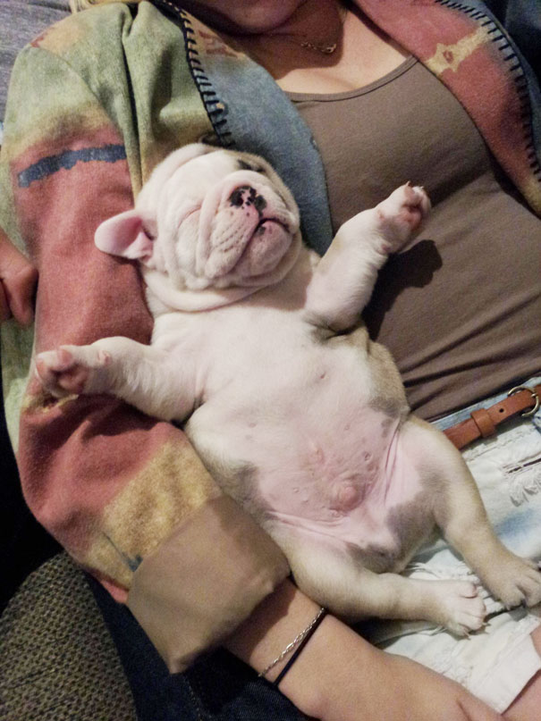 Bulldog Puppy