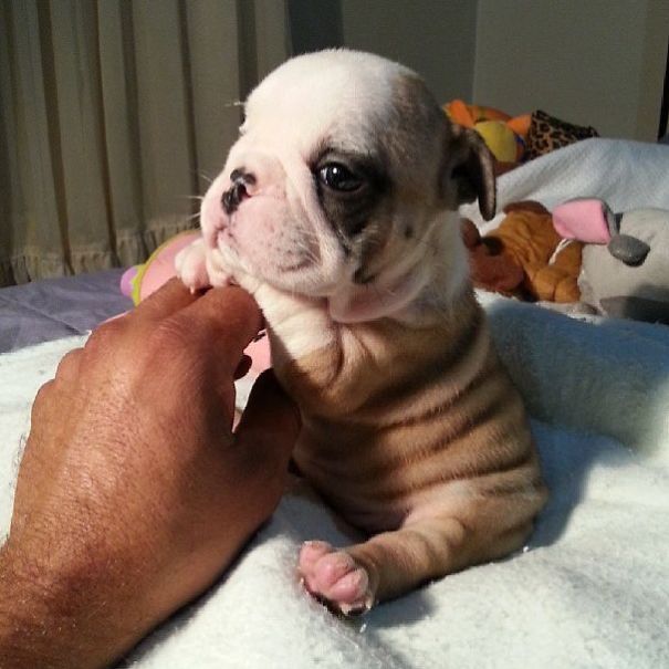 Bulldog Puppy