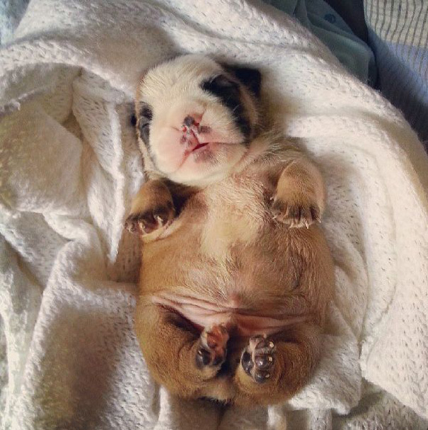 Bulldog Puppy
