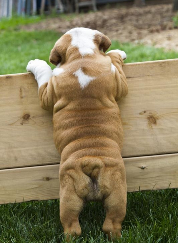 Bulldog Puppy