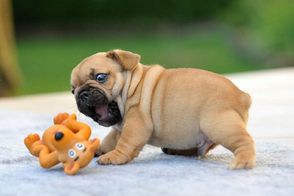 Bulldog Puppy