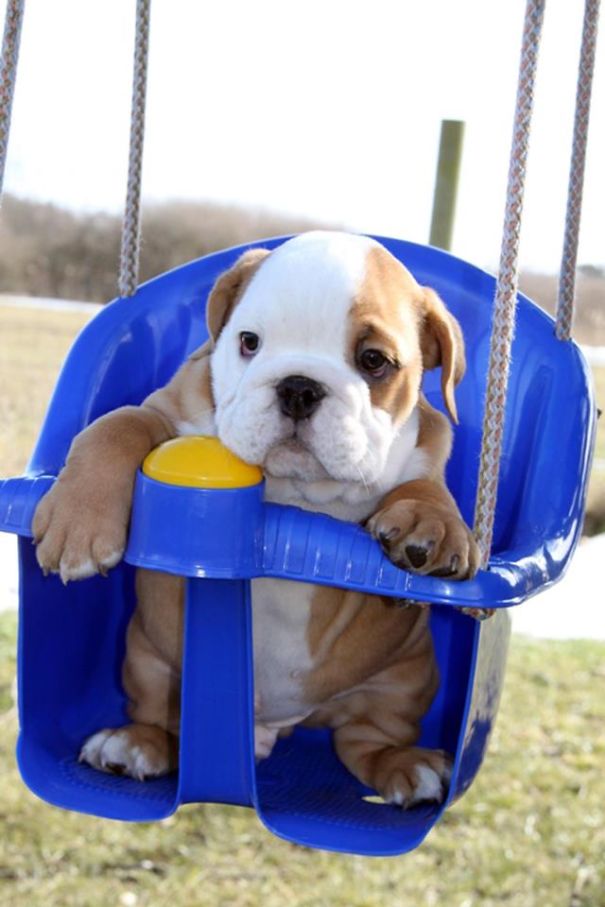 Bulldog Puppy