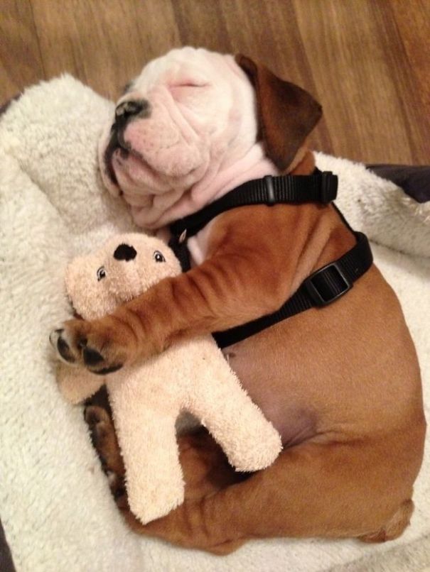 Bulldog Puppy