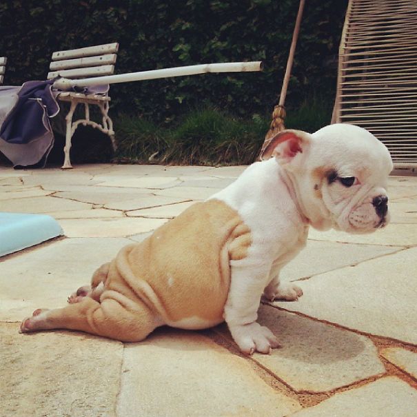 Bulldog Puppy