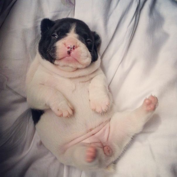 Bulldog Puppy