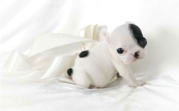 Bulldog Puppy