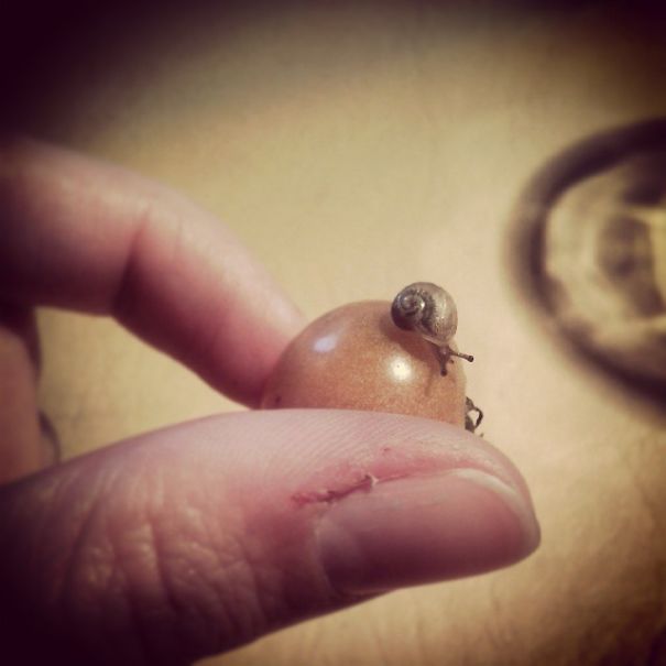 Baby Snail