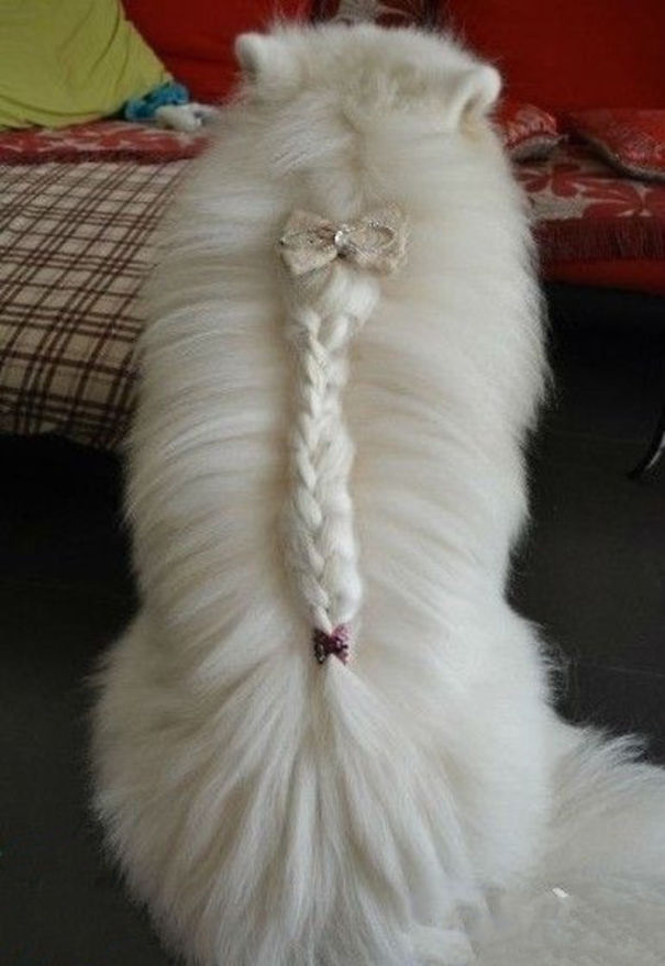 Fancy Cat Braid