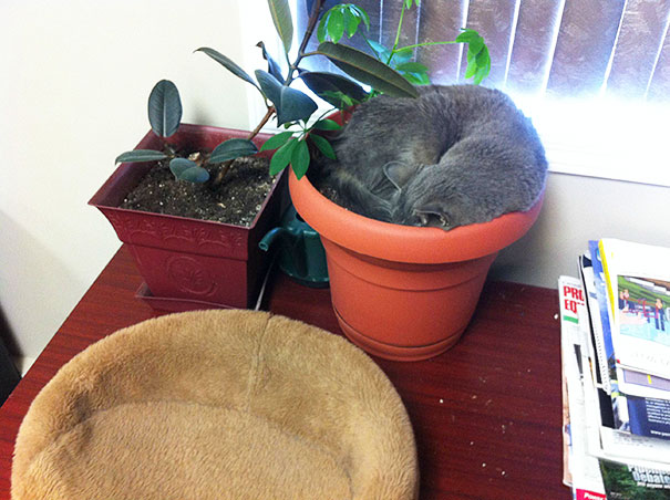 Meet "cat", Our Shop's Mouser. He Prefers The Flower Pot Over The Nice Warm Bed